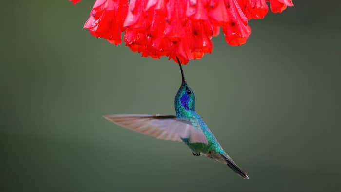 do hummingbirds return to iowa