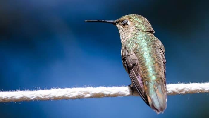  do hummingbirds sleep upside down