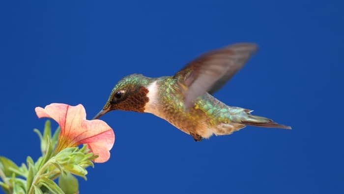  female ruby-throated hummingbird