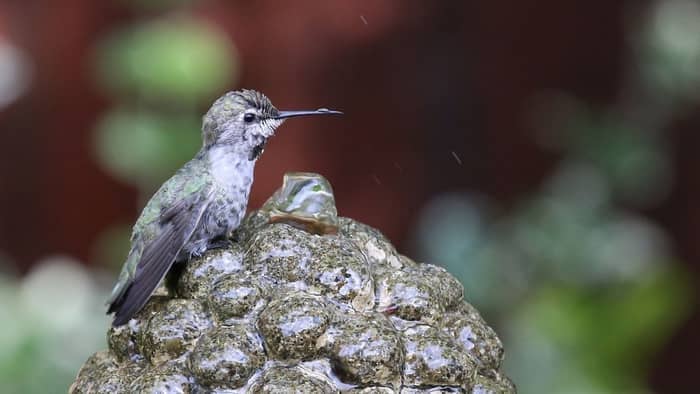  floating solar fountain for hummingbird bath