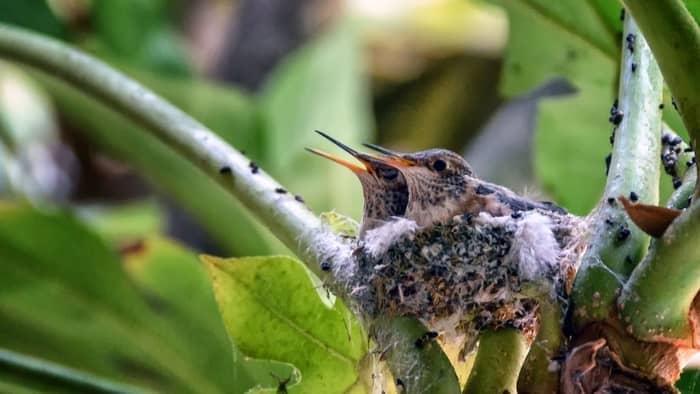  found a hummingbird on the ground