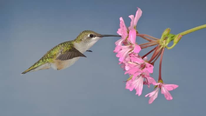 green hummingbird in ohio