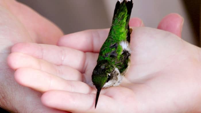  hand feeding hummingbirds