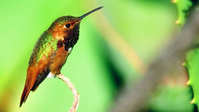 homemade hummingbird feeder