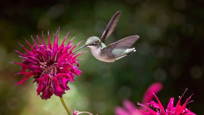  how do flowers and hummingbirds benefit each other