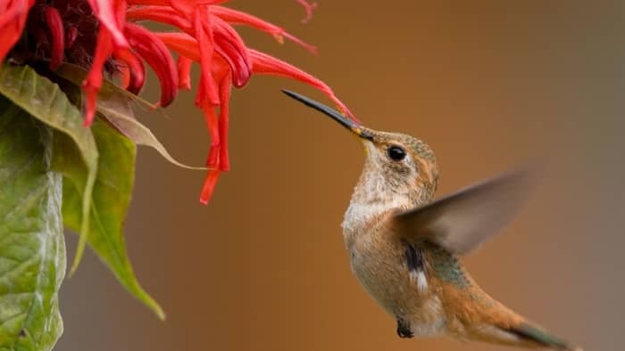  how do hummingbirds help pollinate
