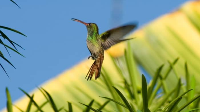  how fast do hummingbirds fly