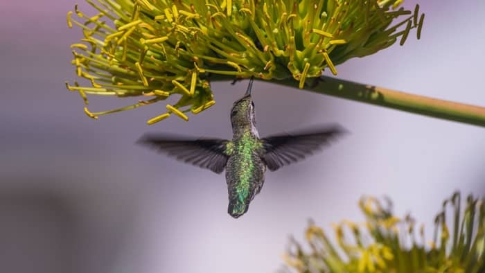  how high do hummingbirds fly