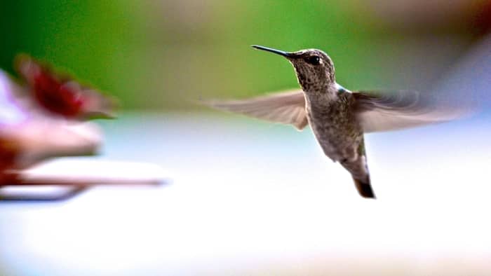  how high do hummingbirds fly during migration