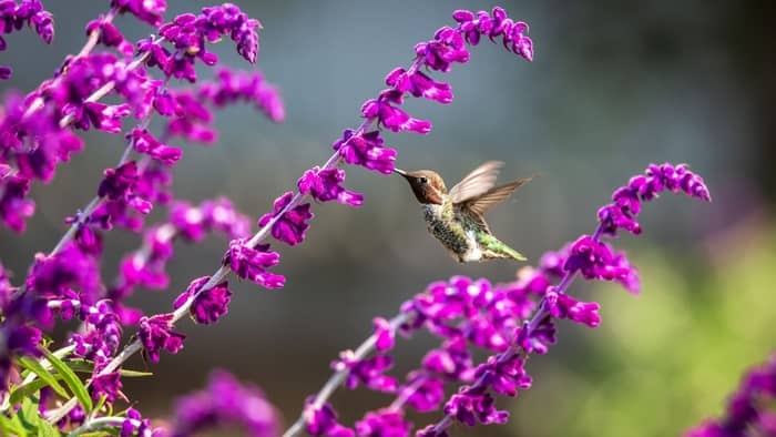  how hummingbirds do help the environment