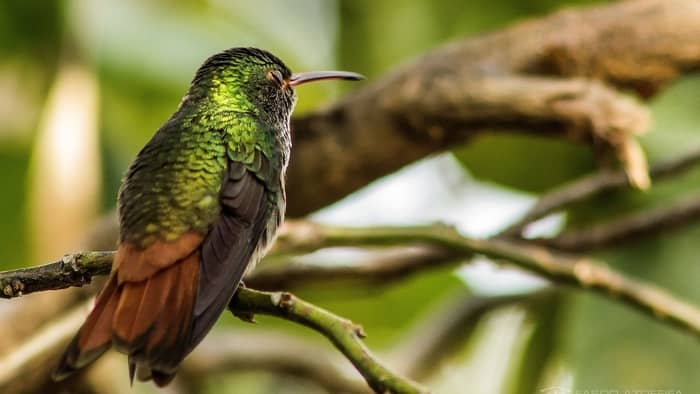  how long do hummingbirds sleep