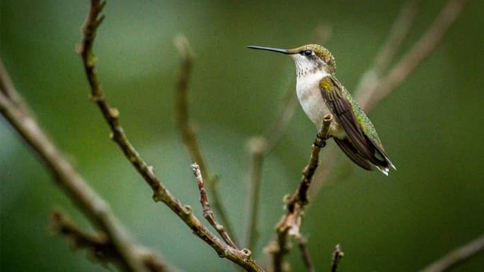  how long do hummingbirds stay in houston