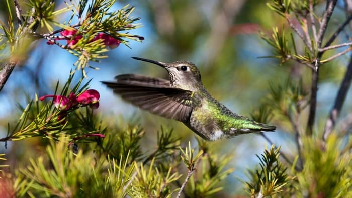  how long do hummingbirds stay in oregon