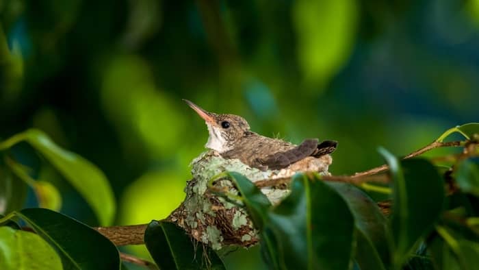  how often do hummingbirds feed their babies