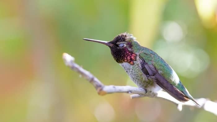  how often do hummingbirds sleep