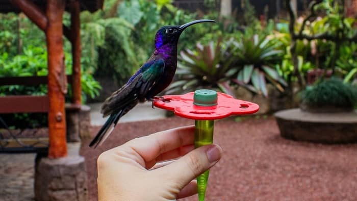  how to attract hummingbirds to your hand