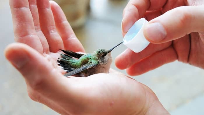  how to get a hummingbird to land on your finger