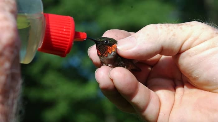  how to get hummingbirds to eat out of your hand