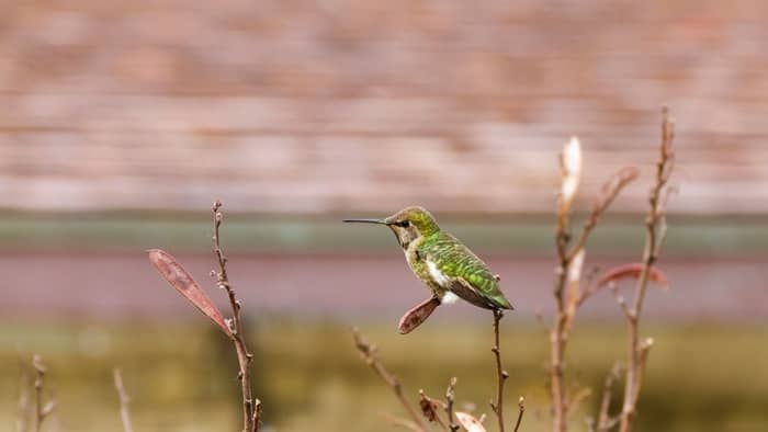  how to make a hummingbird feeder out of a plastic bottle