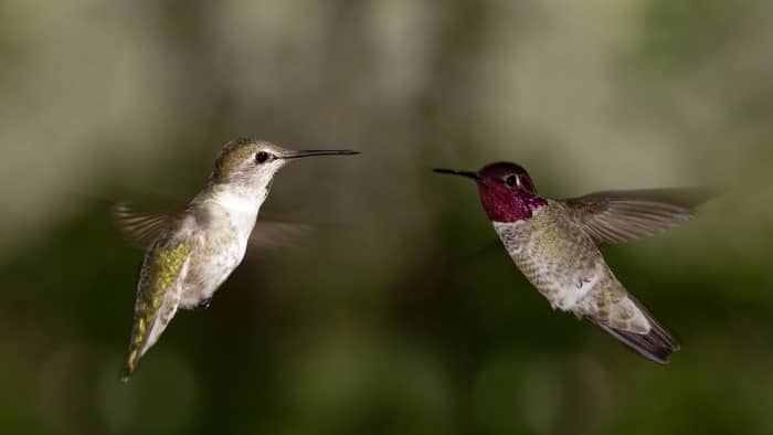  hummingbird behavior