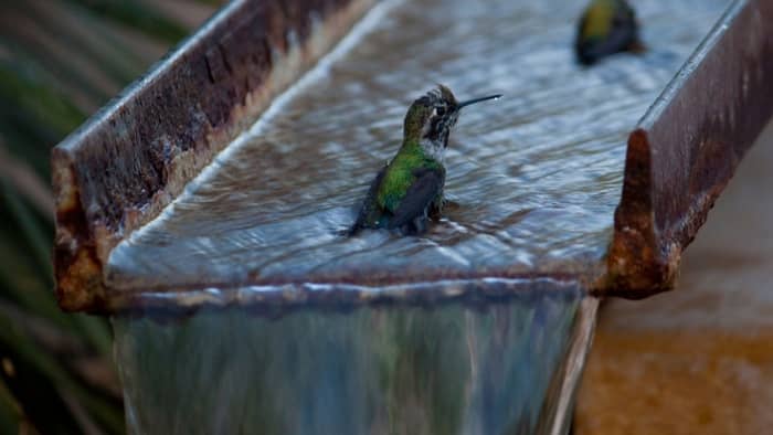  hummingbird fountain
