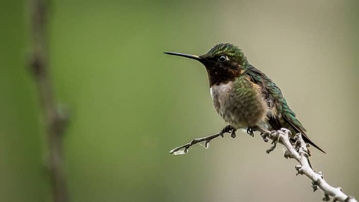  hummingbird in houston