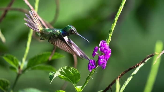  hummingbird in northeast ohio