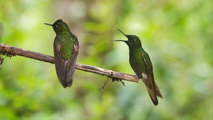  hummingbird mating habits