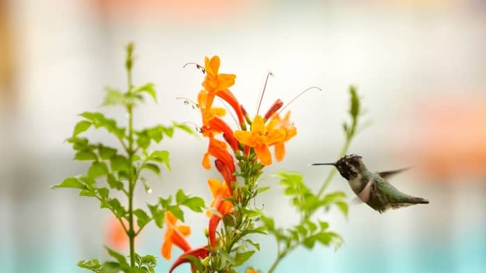  hummingbird migration in tennessee