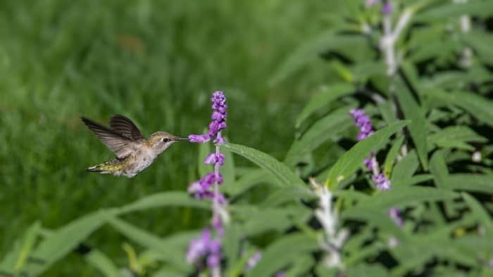  hummingbird migration map