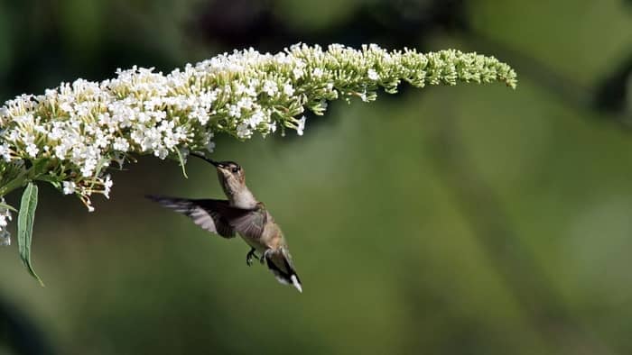  hummingbird migration map