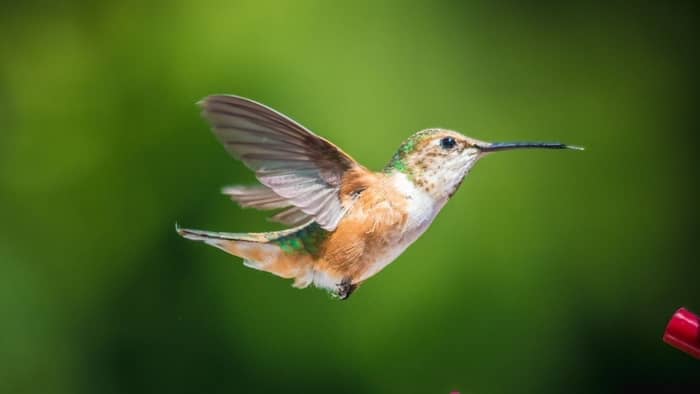  hummingbird migration