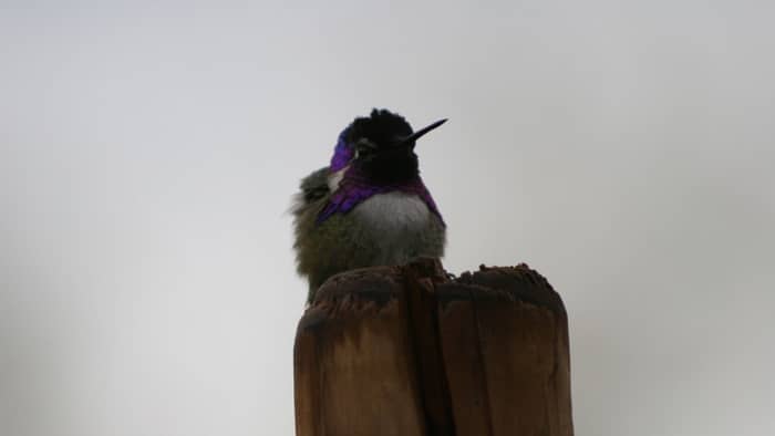  hummingbird season in houston
