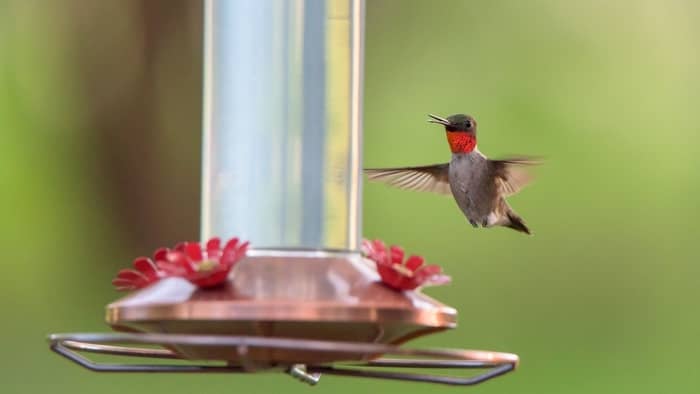  hummingbird season in maryland