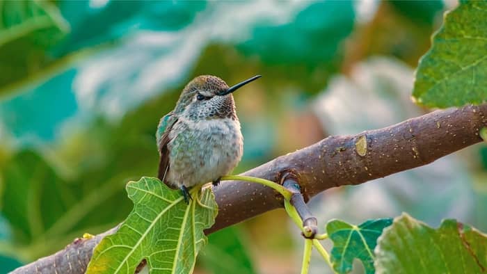  hummingbird season in oregon