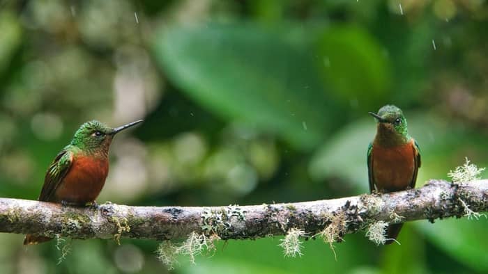  hummingbirds chasing each other