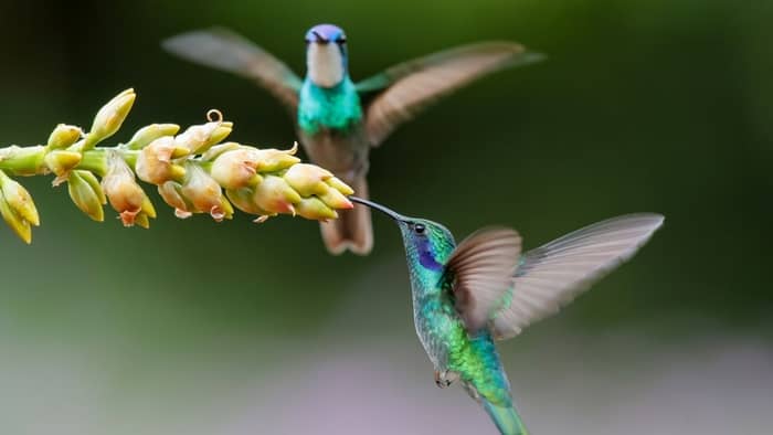  hummingbirds in iowa migration