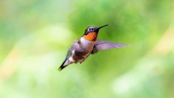  hummingbirds in maryland migration