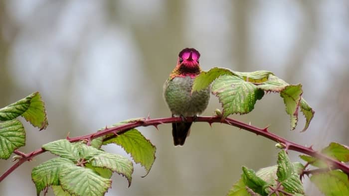  hummingbirds in northeast ohio