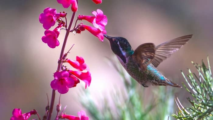  hummingbirds in oregon