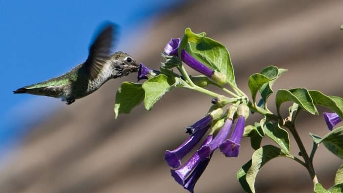  hummingbirds in tennessee