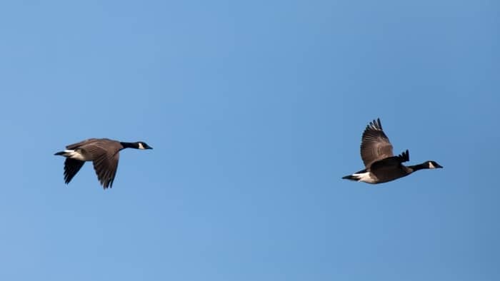  hummingbirds ride on geese