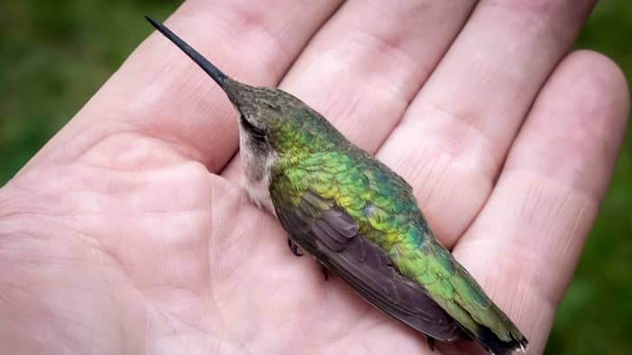  is it illegal to own a hummingbird