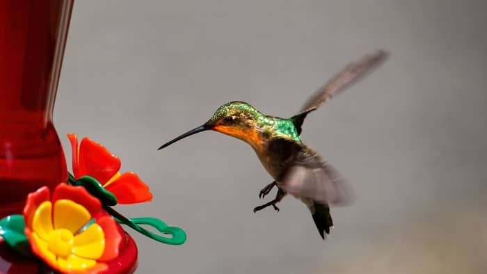  is red food coloring in feeders bad for hummingbirds