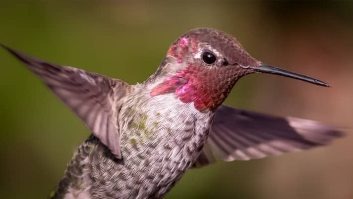 pet hummingbird