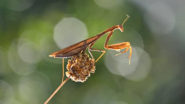  praying mantis hummingbird