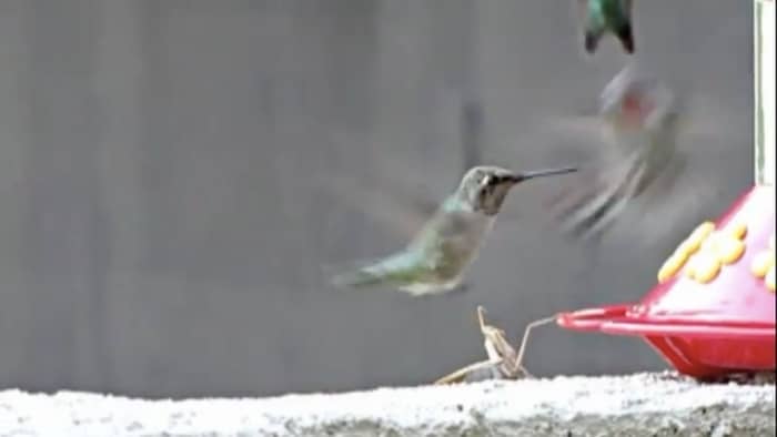  praying mantis killing hummingbird