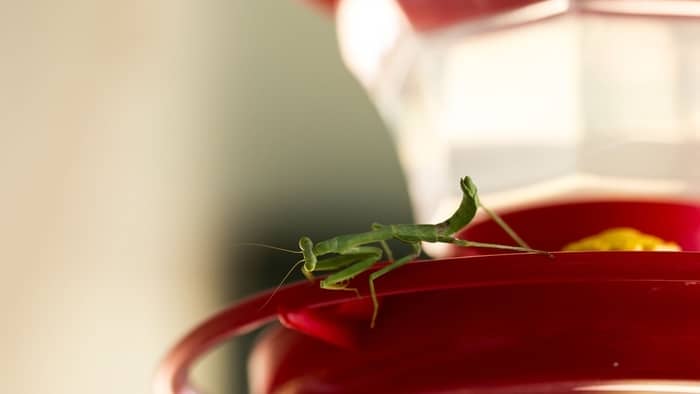  praying mantis vs hummingbird