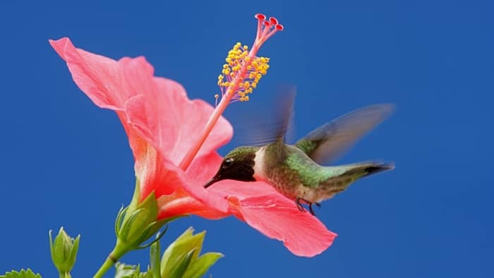  red throated hummingbird