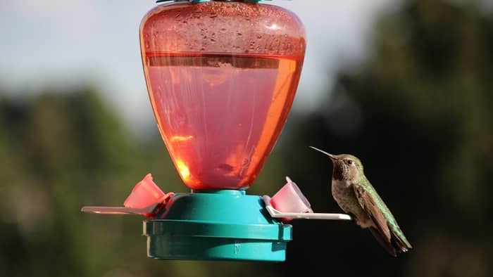  sick hummingbird behavior